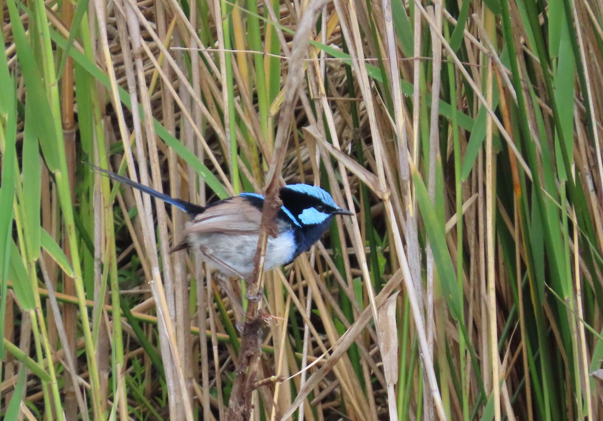 Superb Fairywren - ML646432462