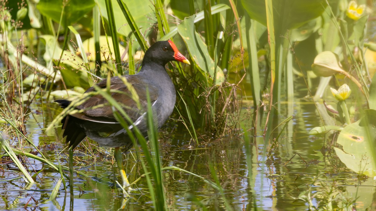 Eurasian Moorhen - ML646432463