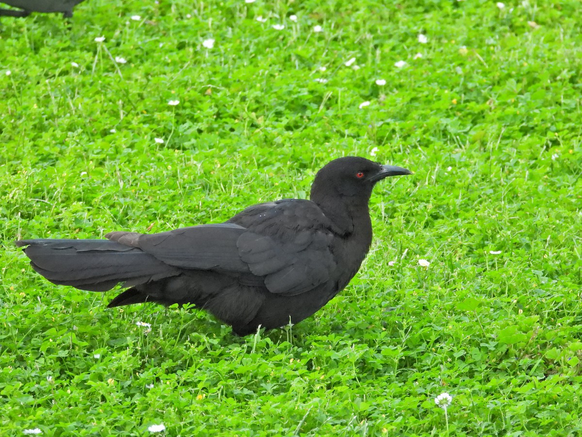 White-winged Chough - ML646432465