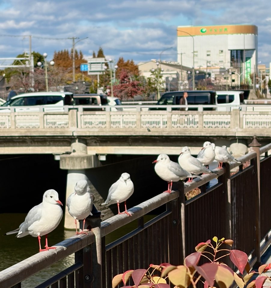 hettemåke - ML646432468