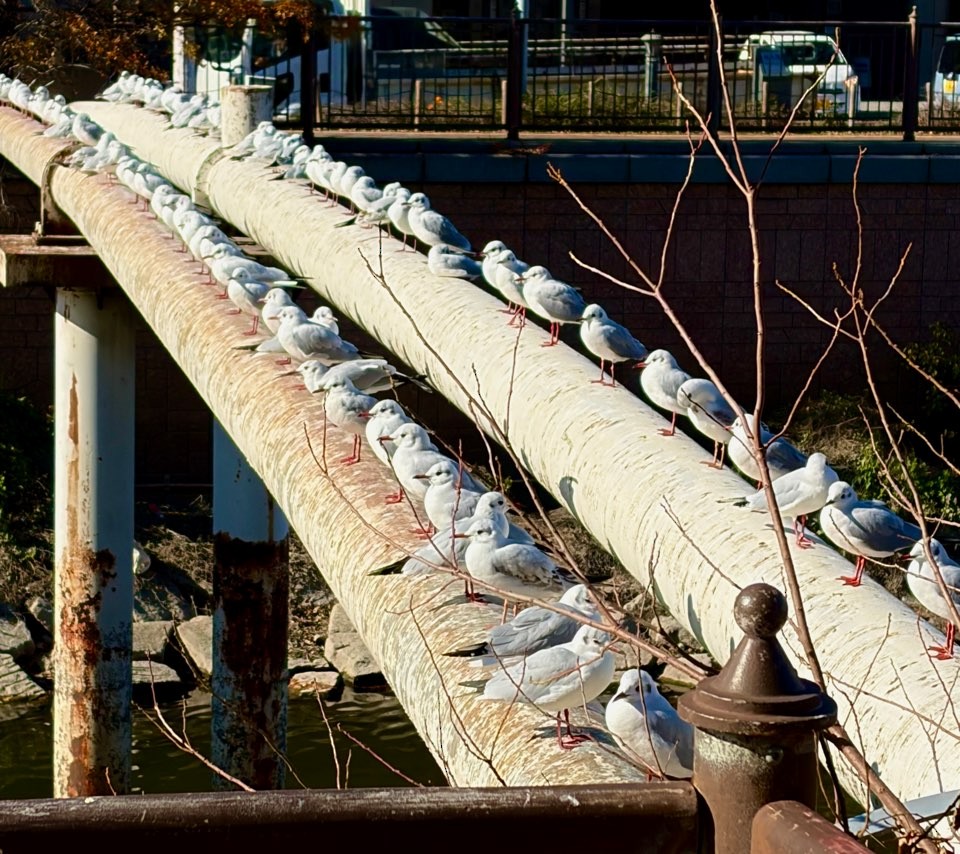 hettemåke - ML646432469