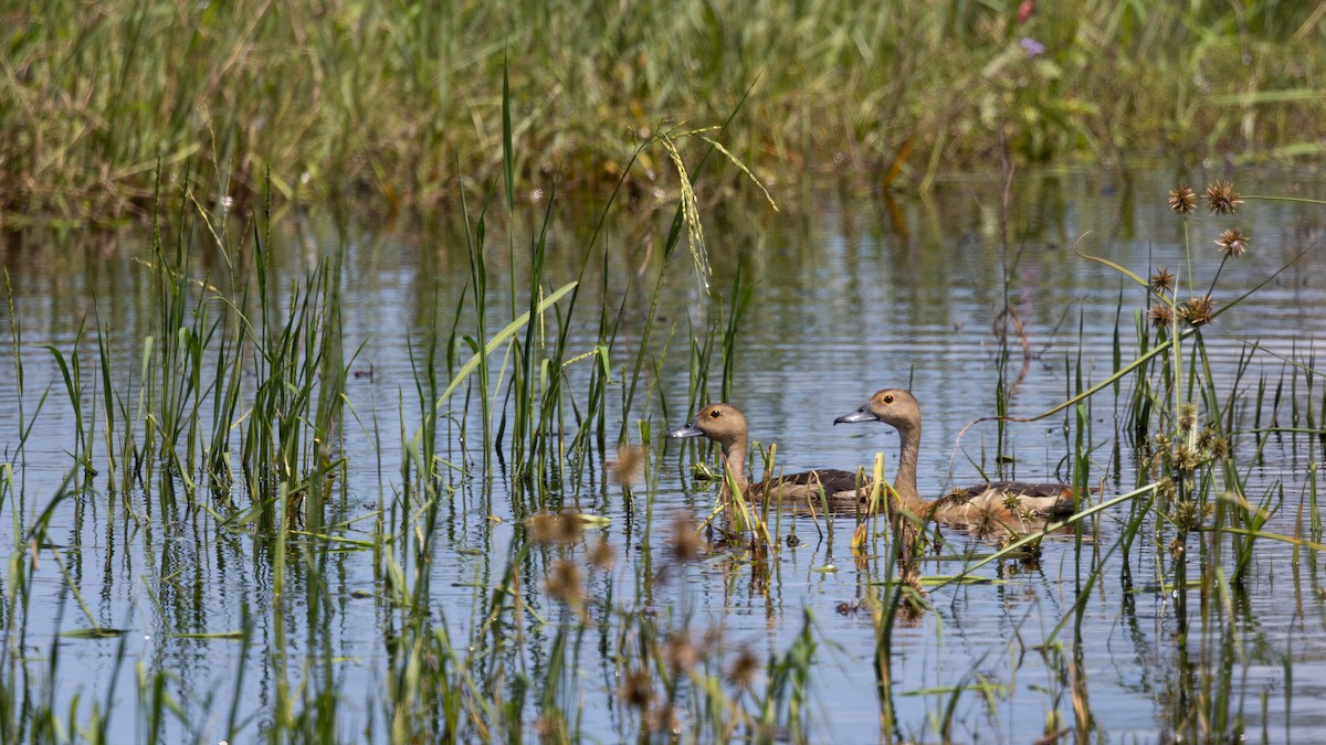Lesser Whistling-Duck - ML646432470