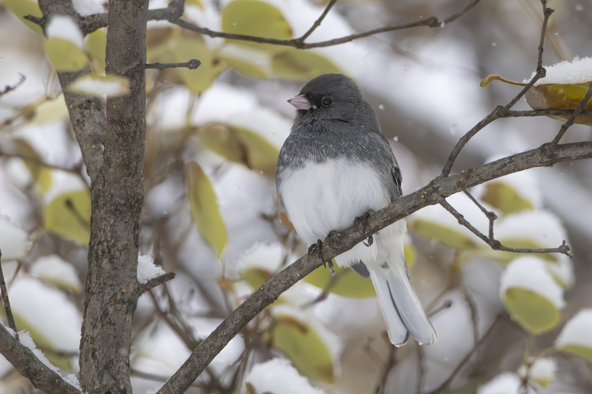Dark-eyed Junco - ML646432471