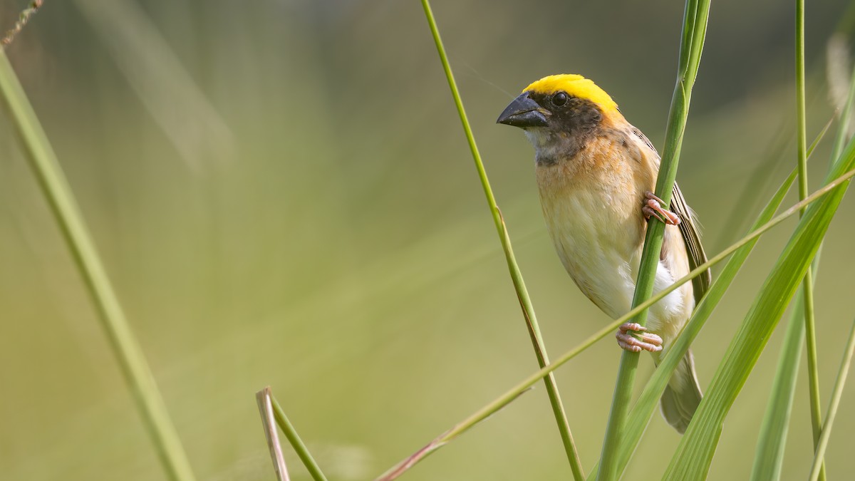 Baya Weaver - ML646432472