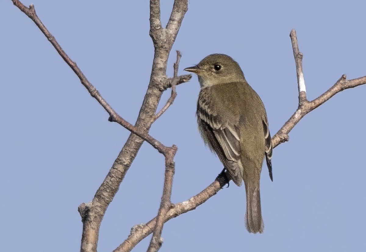 Alder Flycatcher - ML646432475