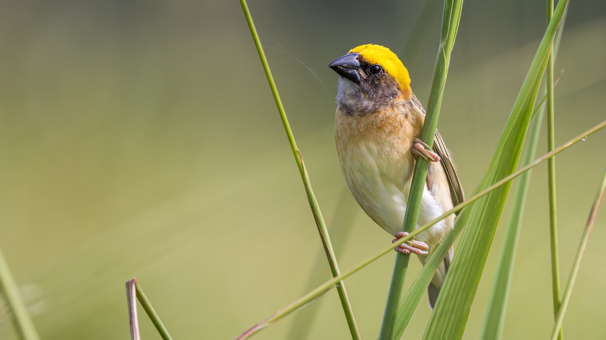 Baya Weaver - ML646432476