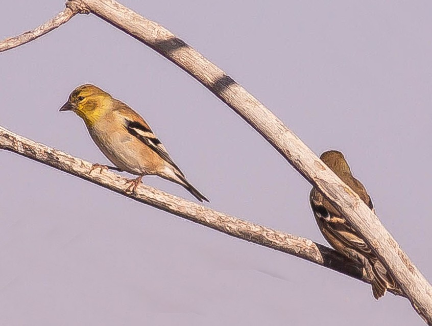 American Goldfinch - ML646432478