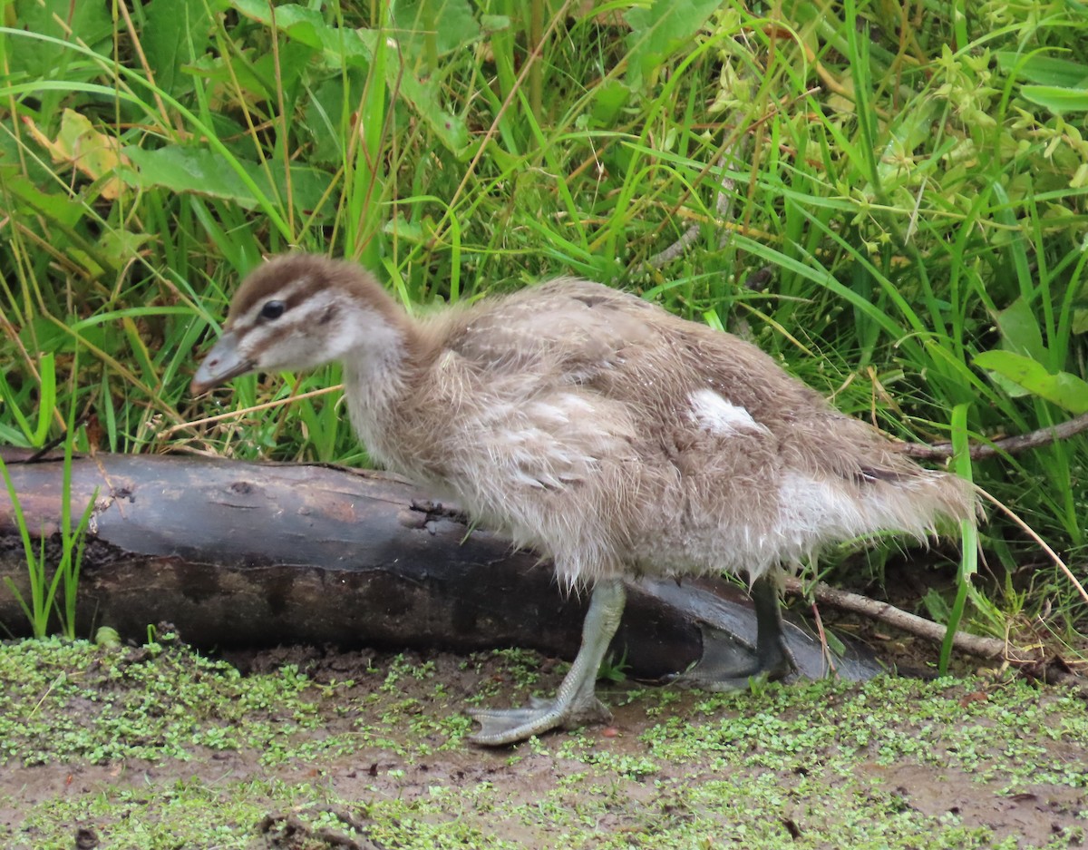 Ahate kalparduna - ML646432479