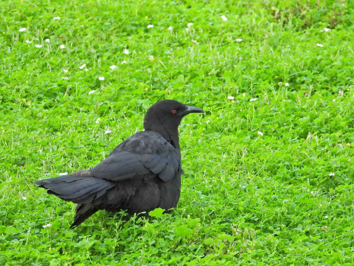 White-winged Chough - ML646432481