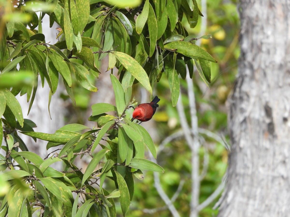 Apapane - ML646432483