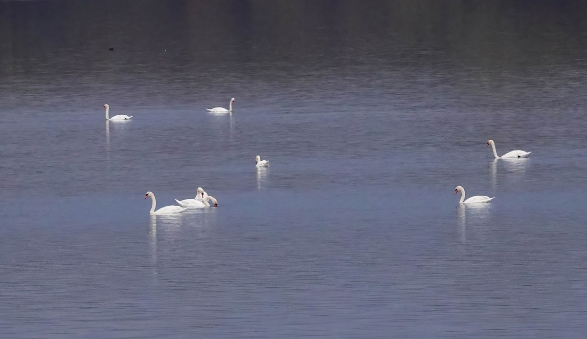 Höckerschwan - ML646432484