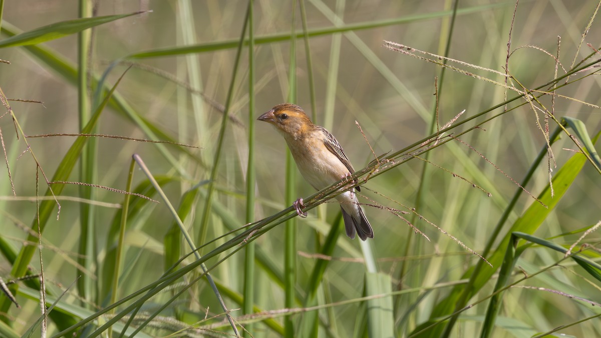 Baya Weaver - ML646432485
