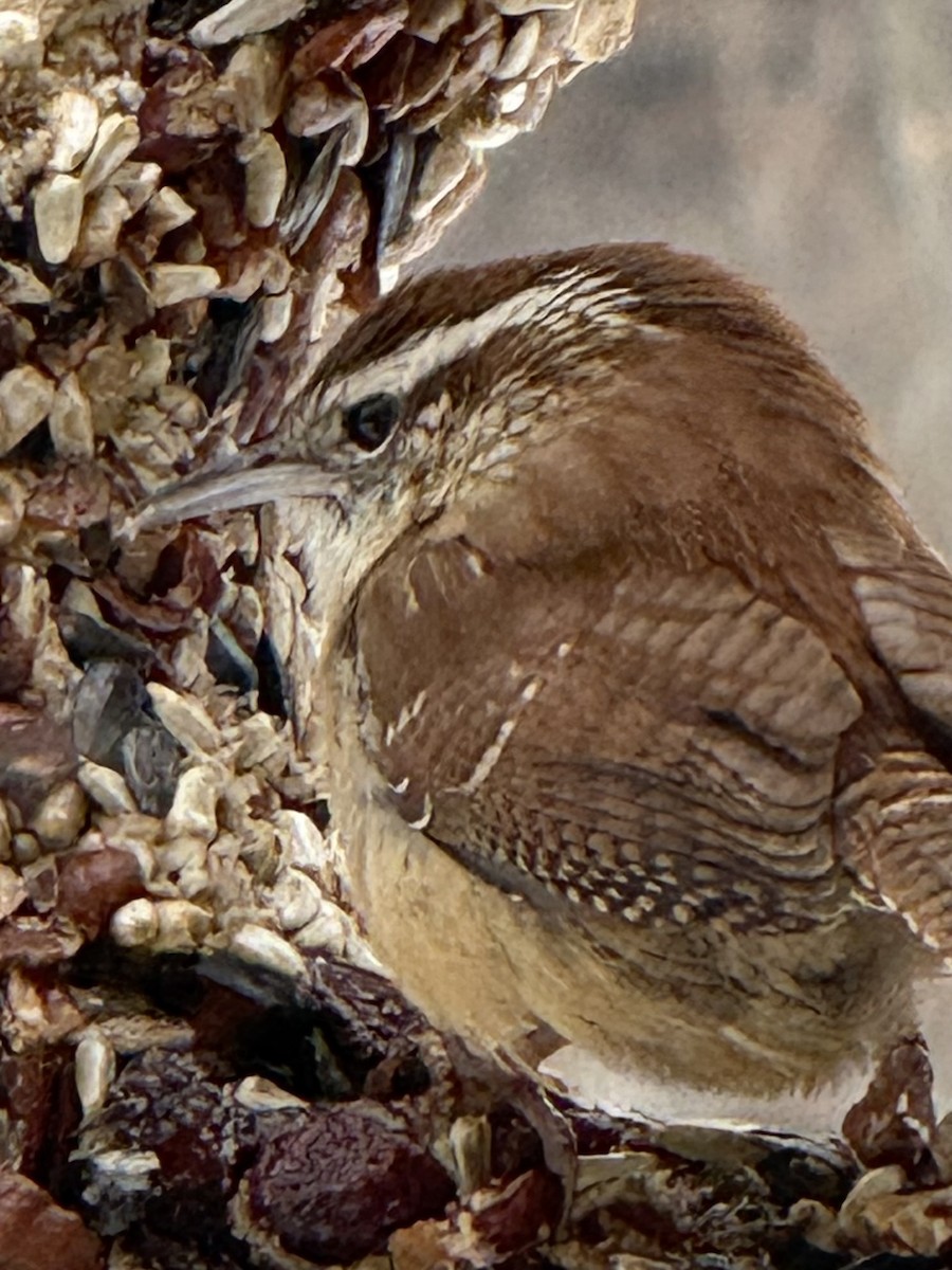 Carolina Wren - ML646432486