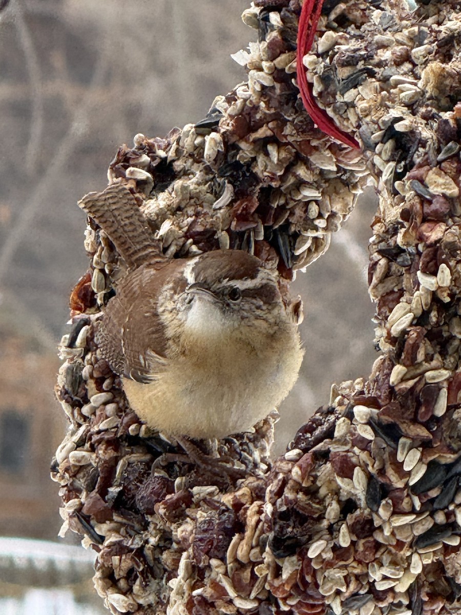 Carolina Wren - ML646432487