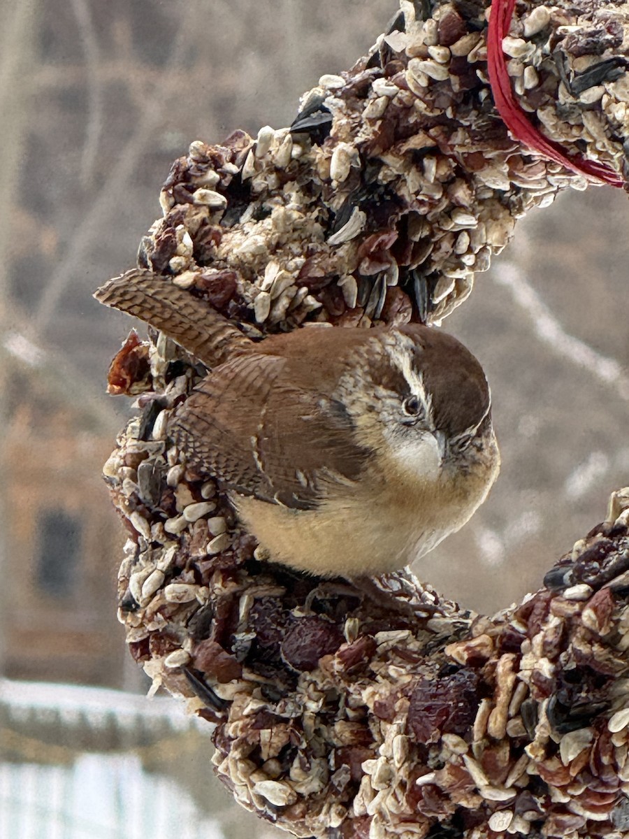 Carolina Wren - ML646432488