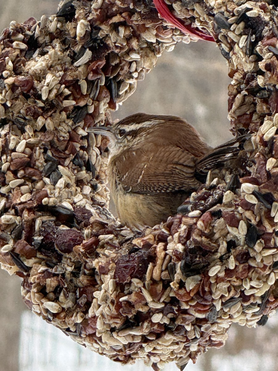Carolina Wren - ML646432489