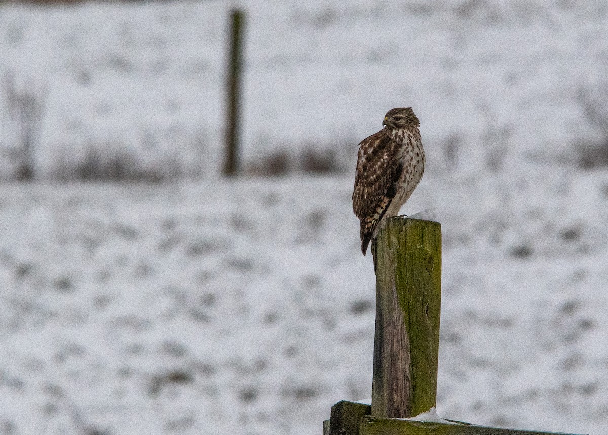Red-shouldered Hawk - ML646432490