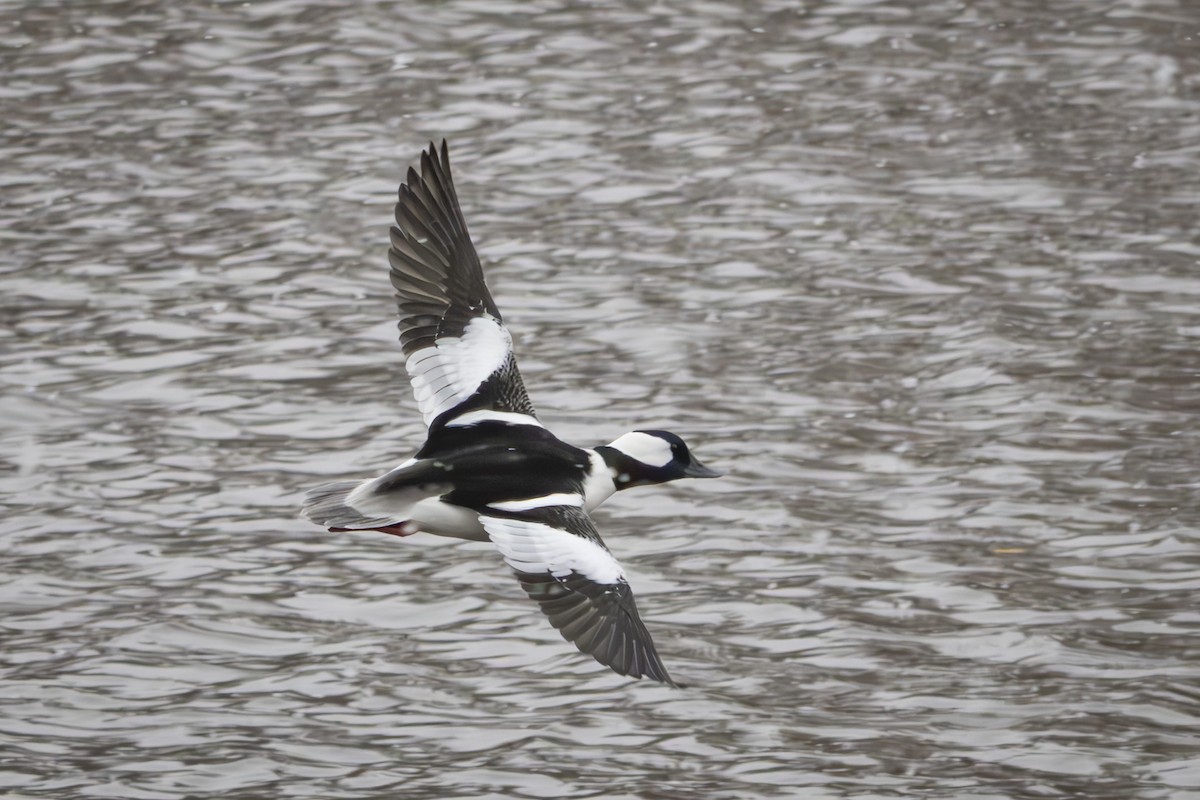 Bufflehead - ML646432491
