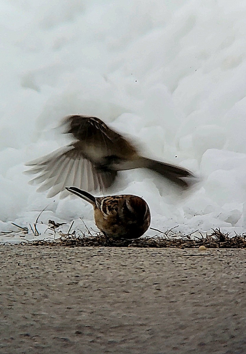 American Tree Sparrow - ML646432493