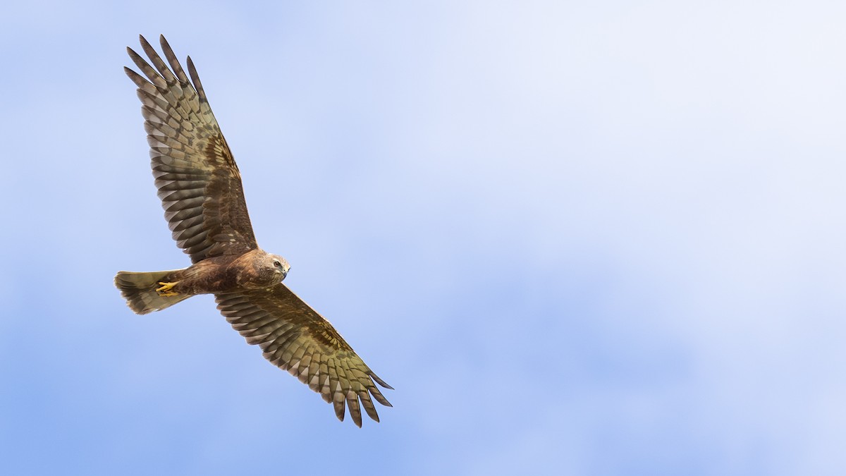 Pied Harrier - ML646432495