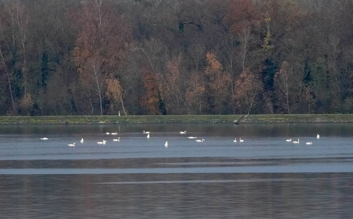 Höckerschwan - ML646432496