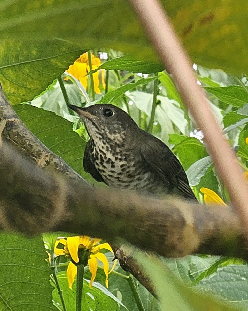 Grauwangen-Musendrossel - ML646432497