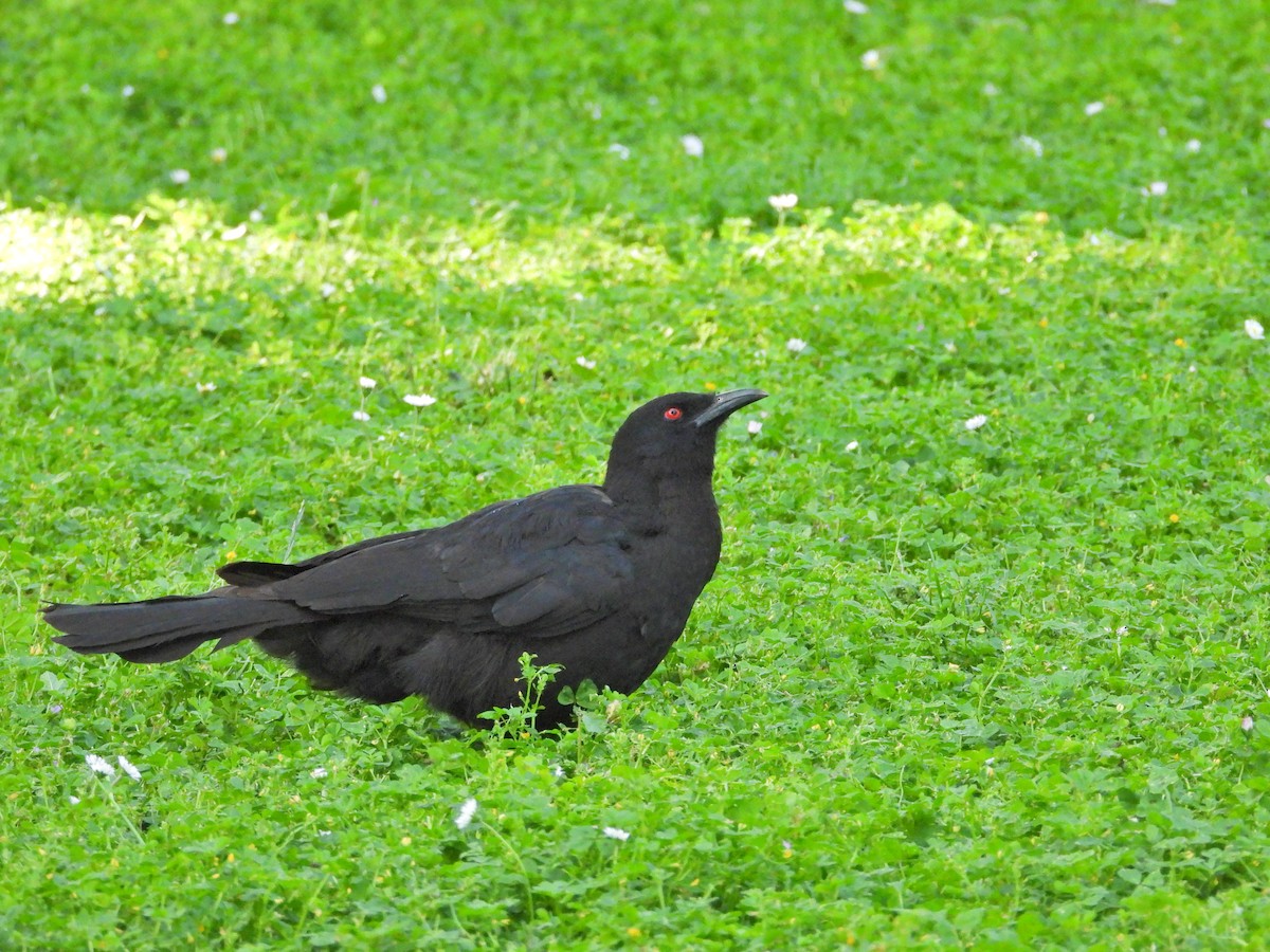 White-winged Chough - ML646432498