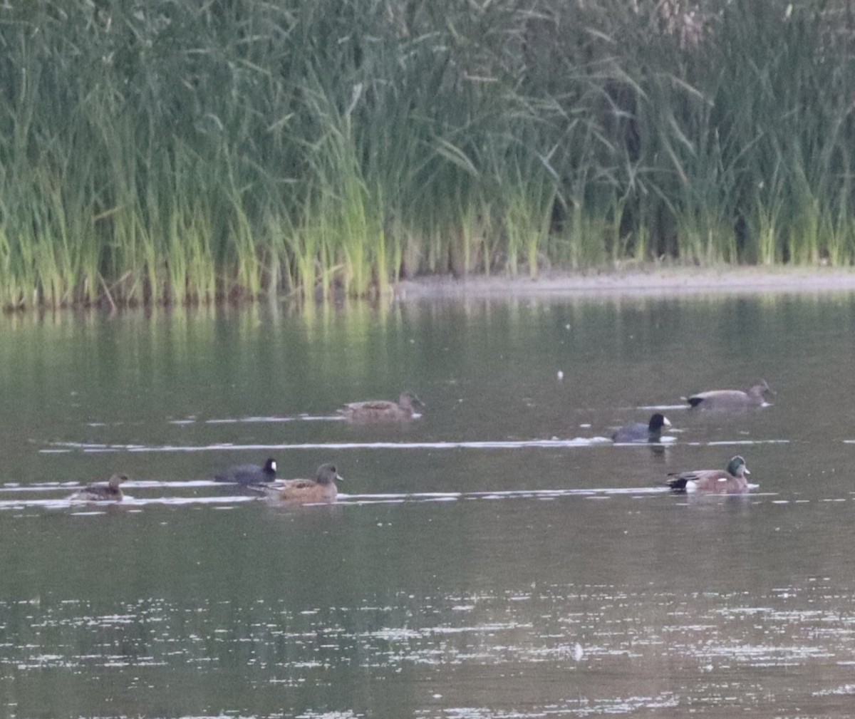 American Coot - ML646432499