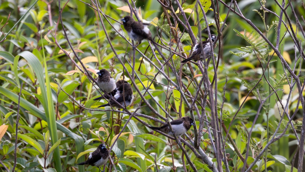 White-rumped Munia - ML646432501