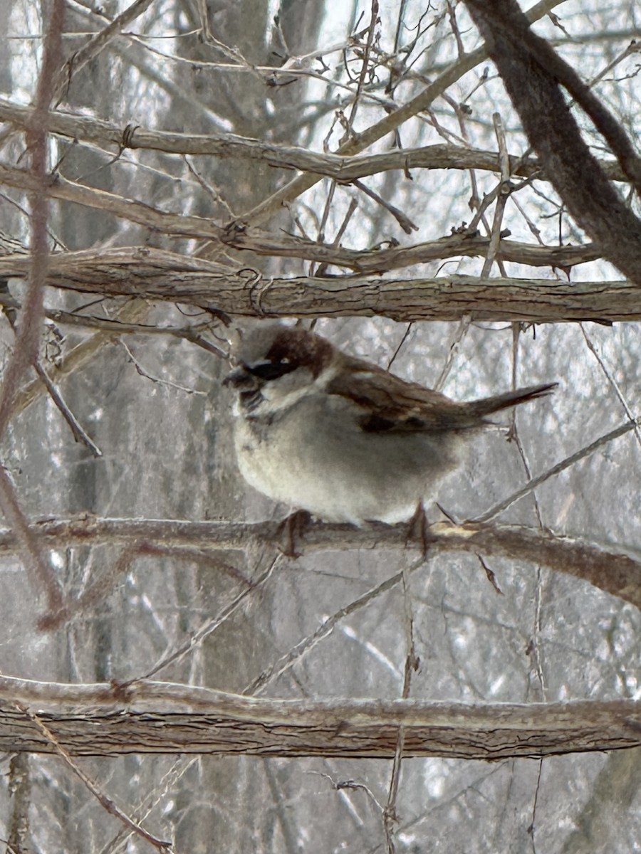 House Sparrow - ML646432502