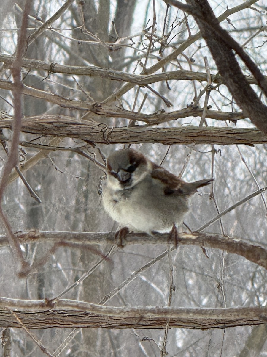 House Sparrow - ML646432503