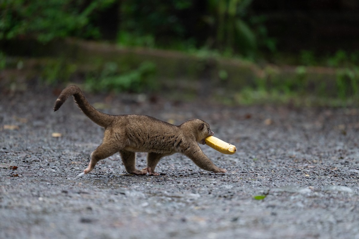 Kinkajou - ML646432504