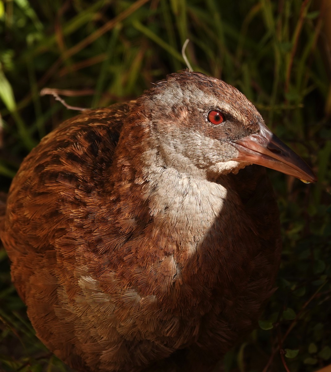 Rascón Weka - ML646432505