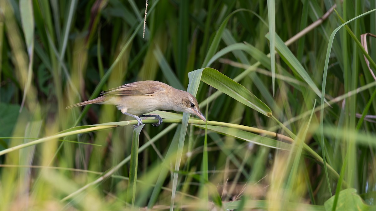 Oriental Reed Warbler - ML646432507