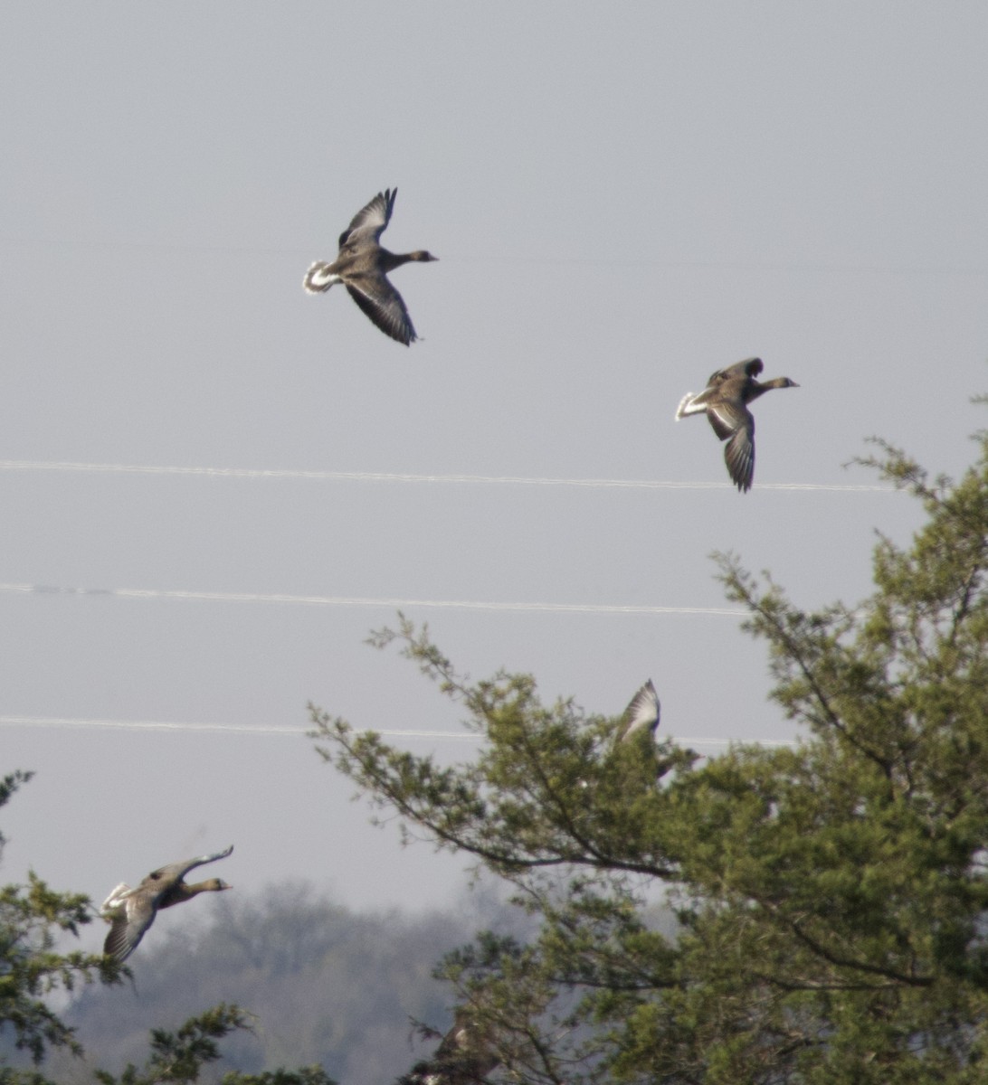 husa běločelá - ML646432509