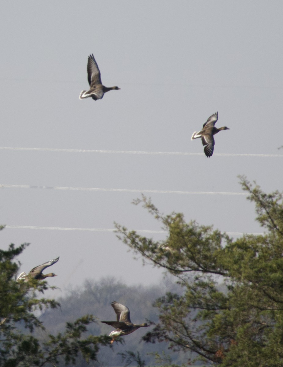 husa běločelá - ML646432510