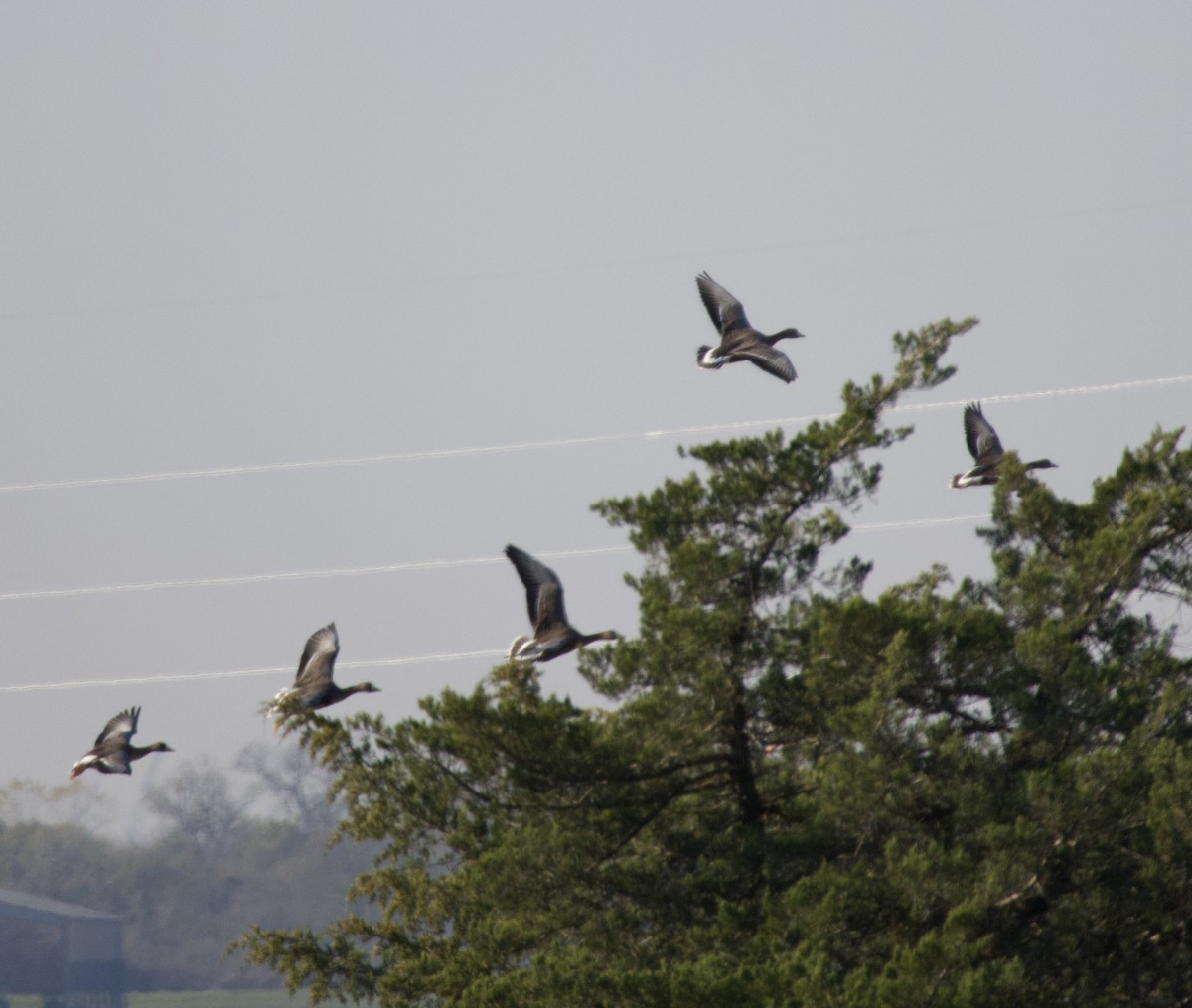 husa běločelá - ML646432511