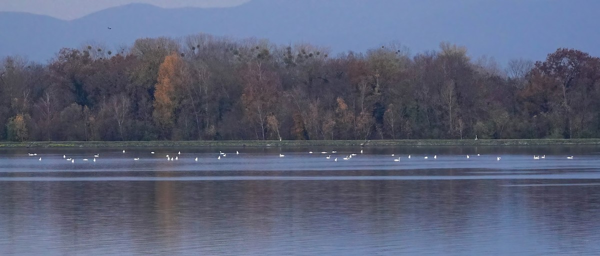 Höckerschwan - ML646432512