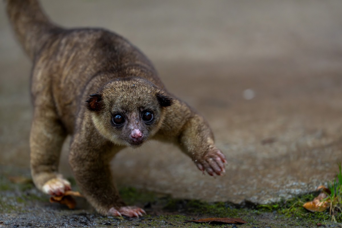 Kinkajou - ML646432514
