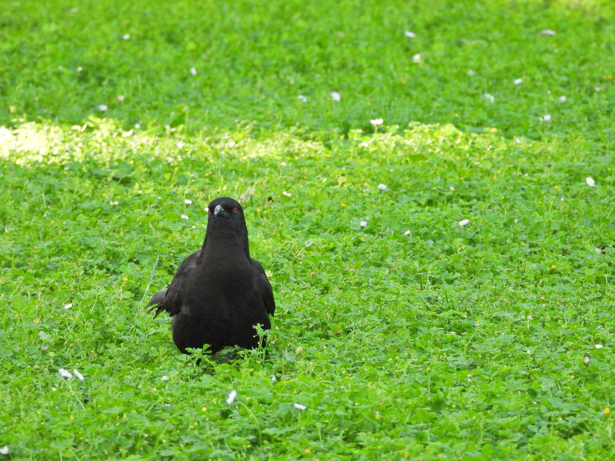 White-winged Chough - ML646432515