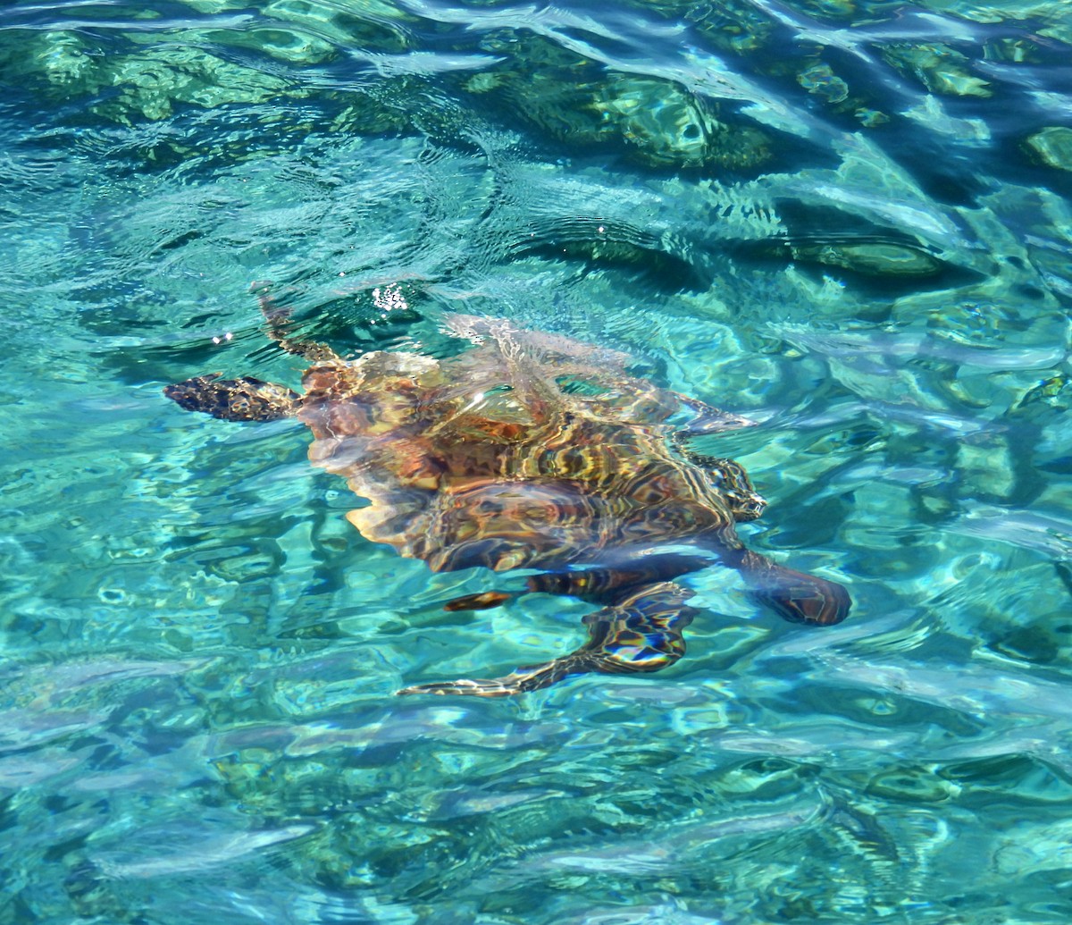 Green Sea Turtle - ML646432517