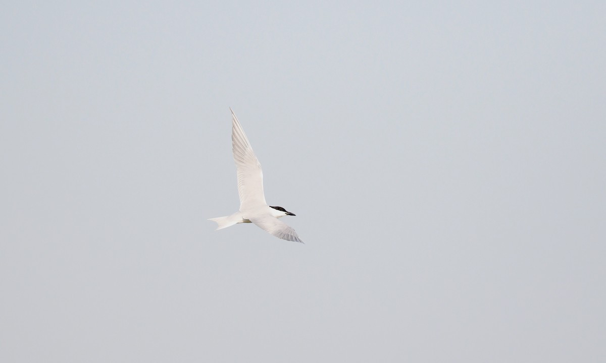 鷗嘴燕鷗 - ML646432518