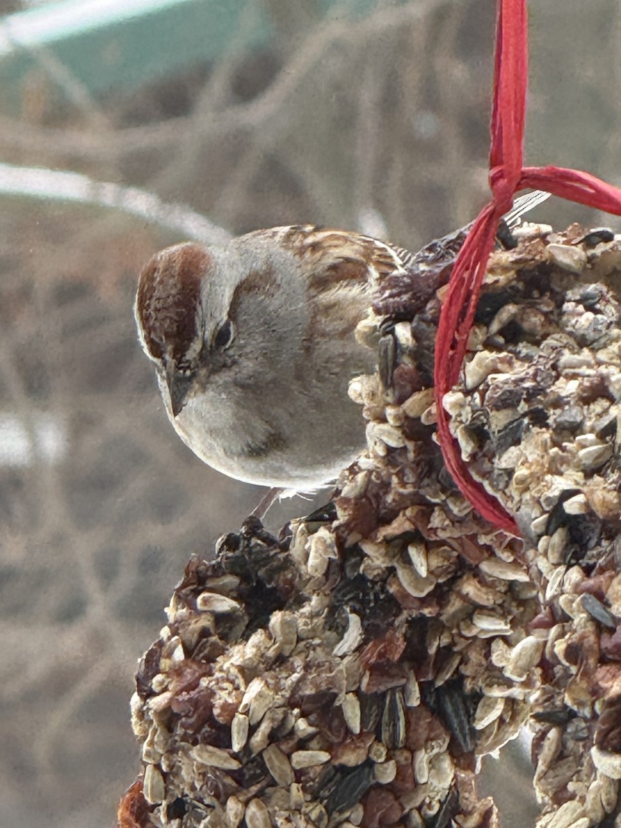 American Tree Sparrow - ML646432520