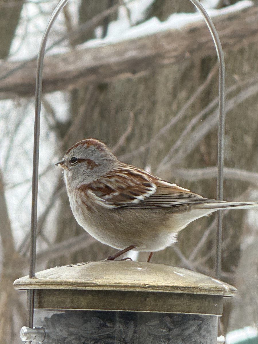 American Tree Sparrow - ML646432521