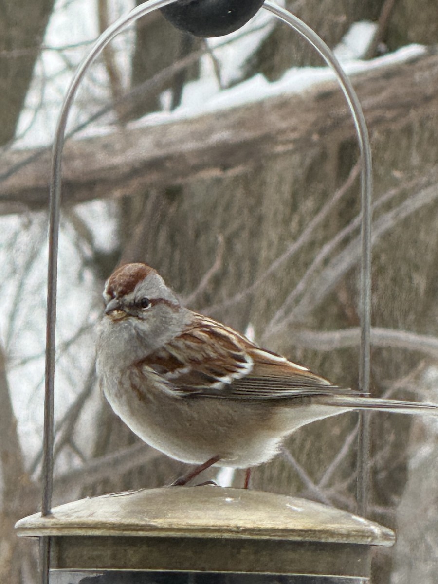 American Tree Sparrow - ML646432523