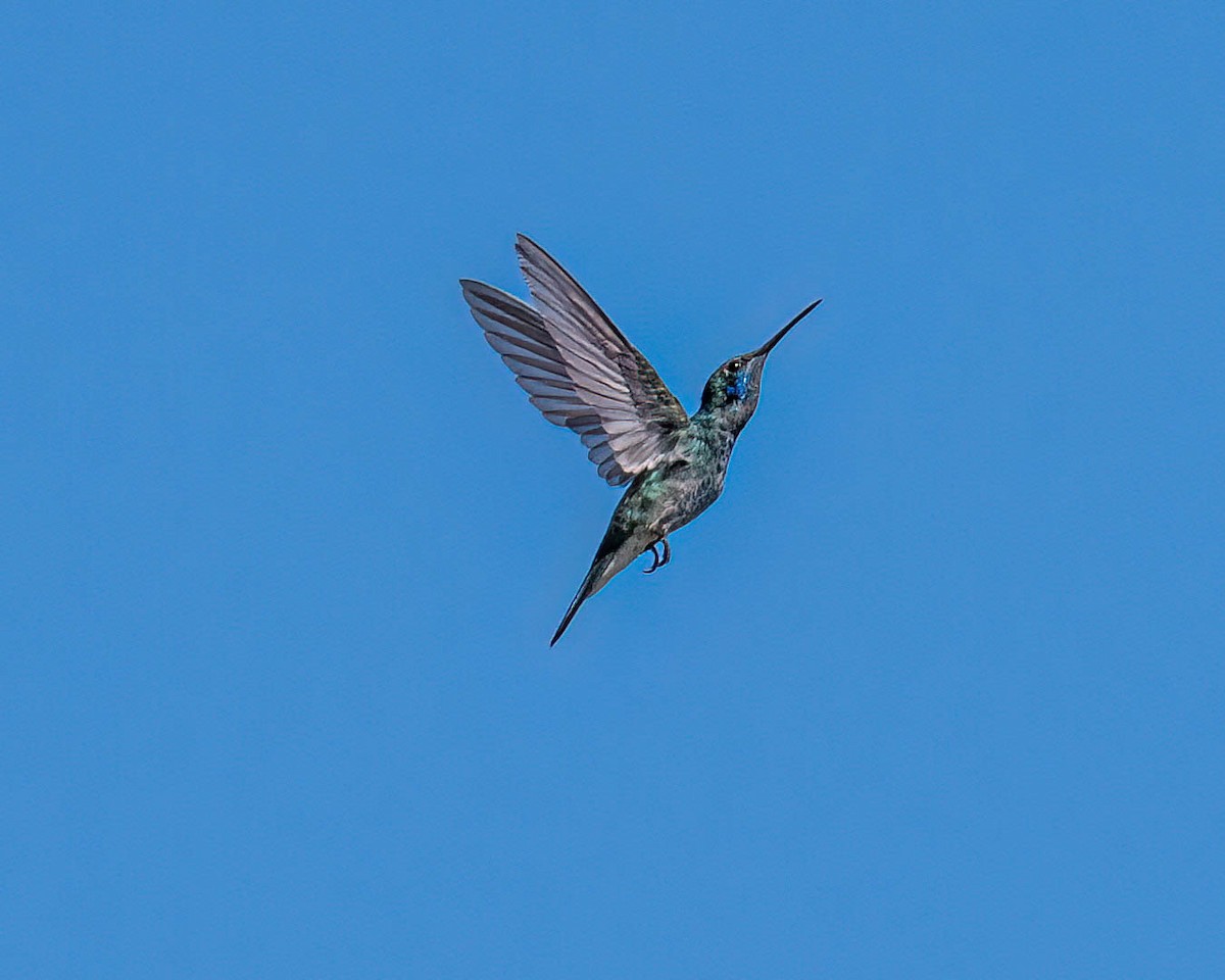 White-vented Violetear - ML646432527