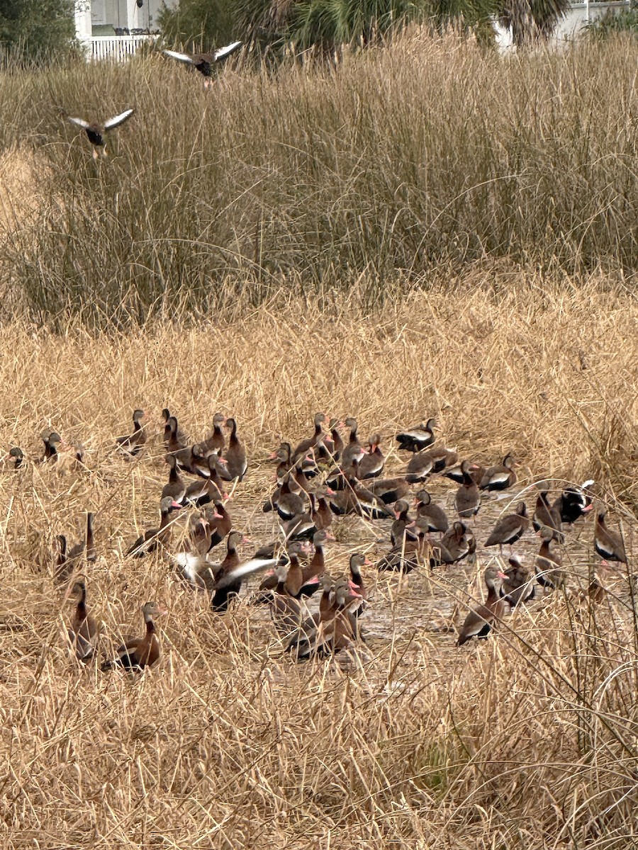 Black-bellied Whistling-Duck - ML646432528