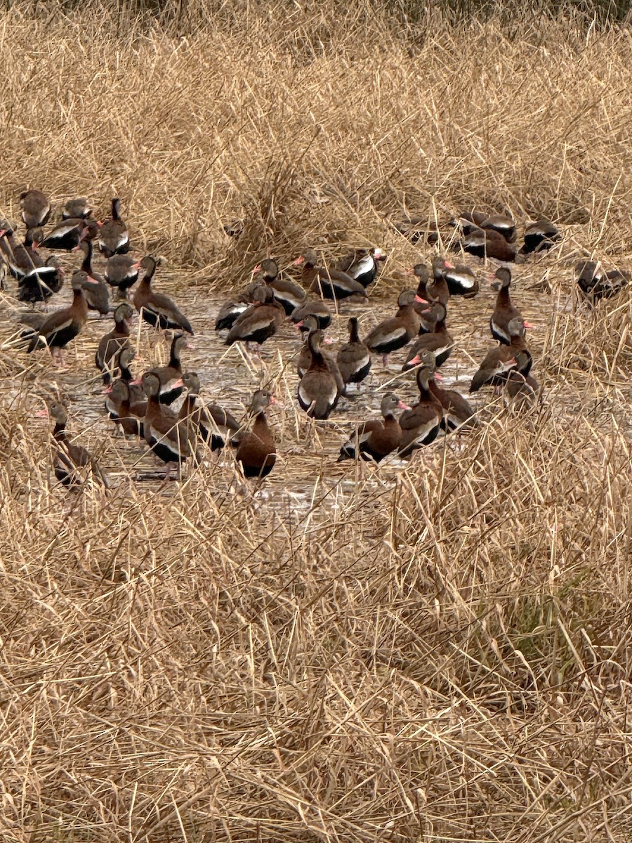 Black-bellied Whistling-Duck - ML646432529