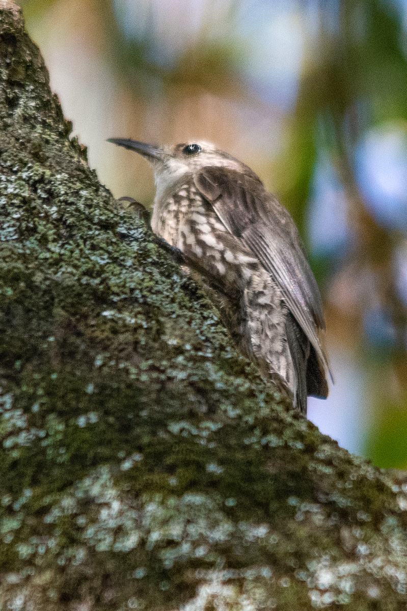 White-throated Treecreeper - ML646432530