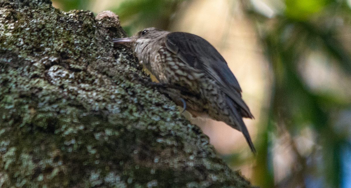 White-throated Treecreeper - ML646432531